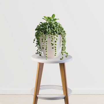 String of pearls – Senecio rowleyanus